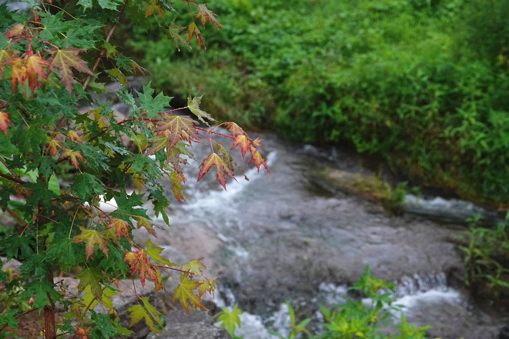 怀柔消夏——小溪潺潺 摄影 丘山皓月