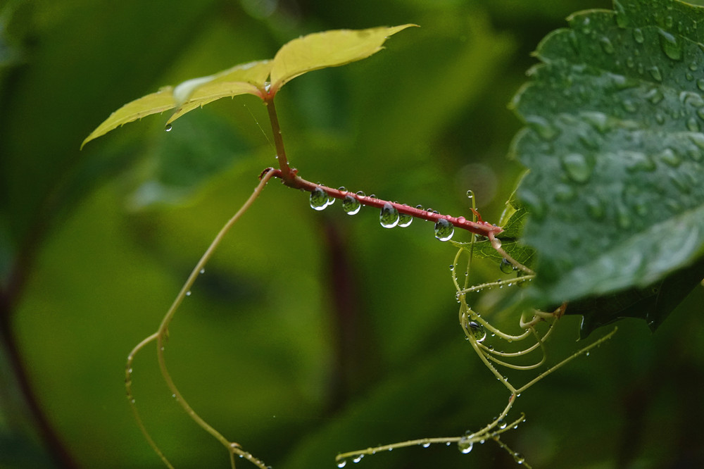 夏日炎炎——细雨送爽 摄影 丘山皓月