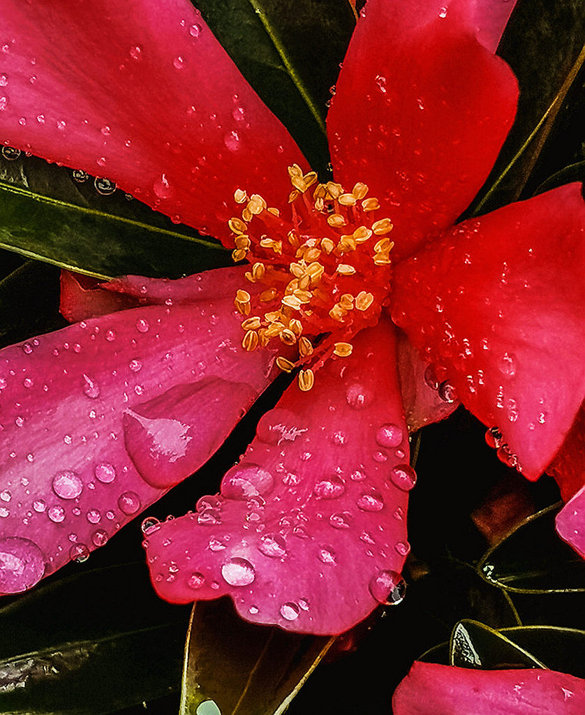 青岛雨中的小花 摄影 qdzp