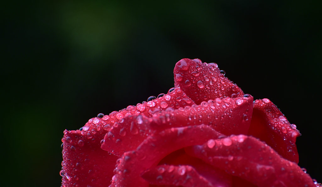 青岛雨中的月季 摄影 qdzp