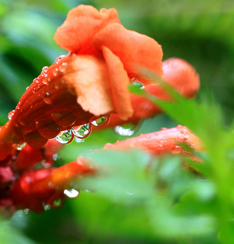 雨中凌霄花 摄影 三人