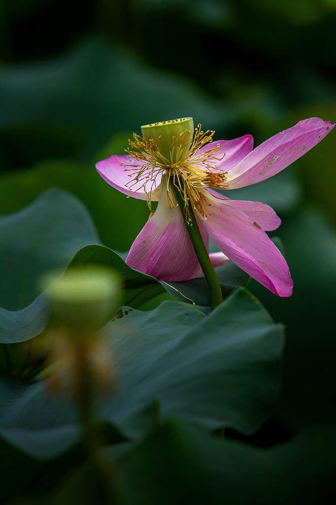 残  荷 摄影 易胆小