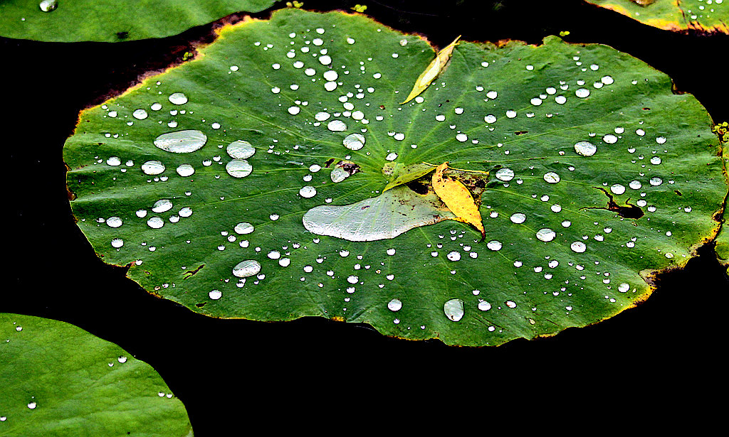 雨打荷叶 摄影 诗捷