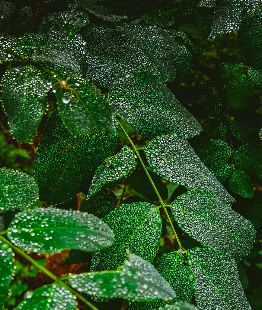 青岛雨中的绿叶 摄影 qdzp