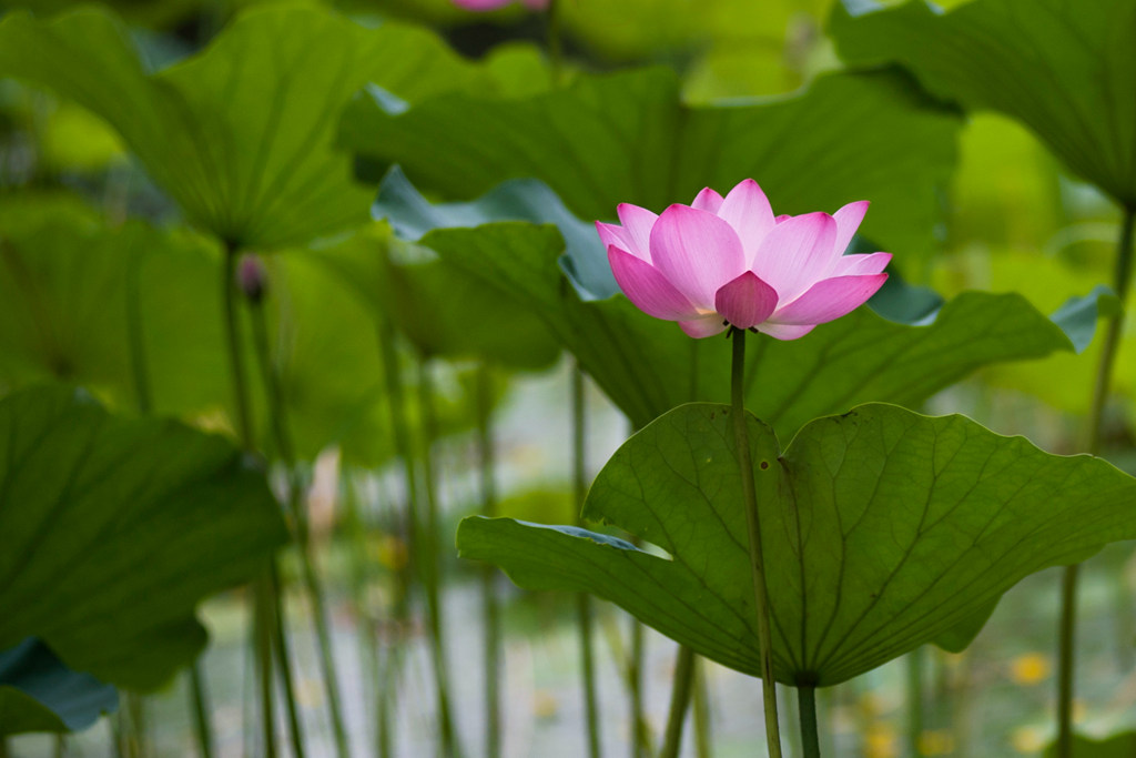 夏荷 摄影 小溪潺潺