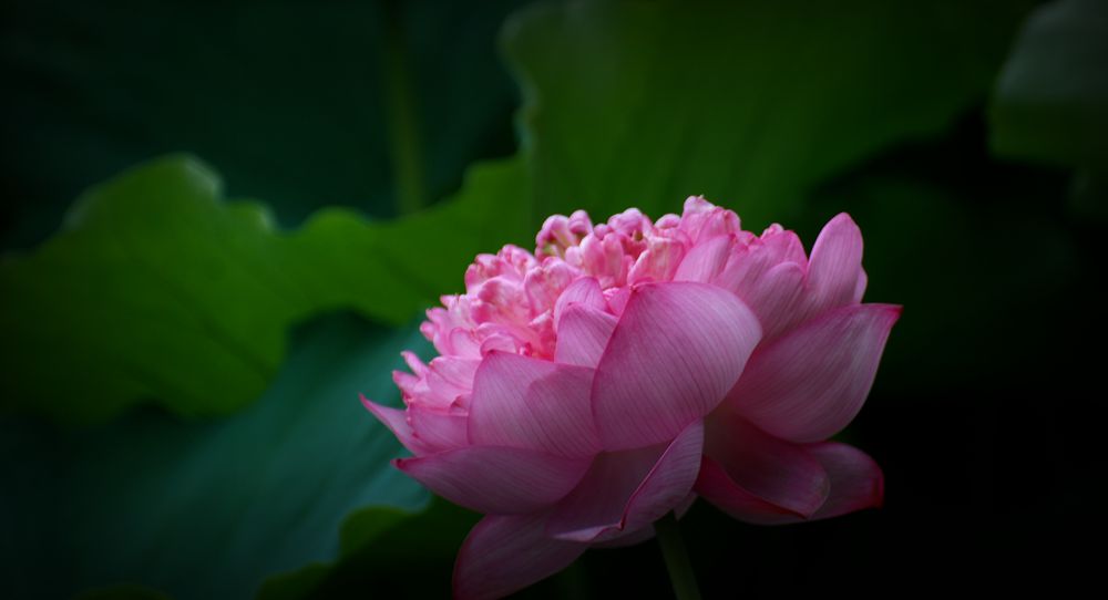 繁花锦秀的这个夏天 …… 摄影 老格