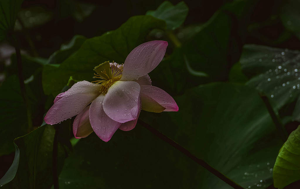 青岛雨中的荷花 摄影 qdzp