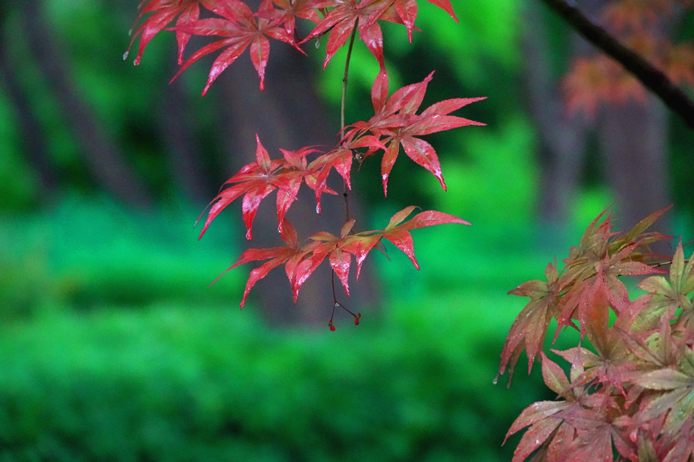 春雨绵绵——春日红叶 摄影 丘山皓月