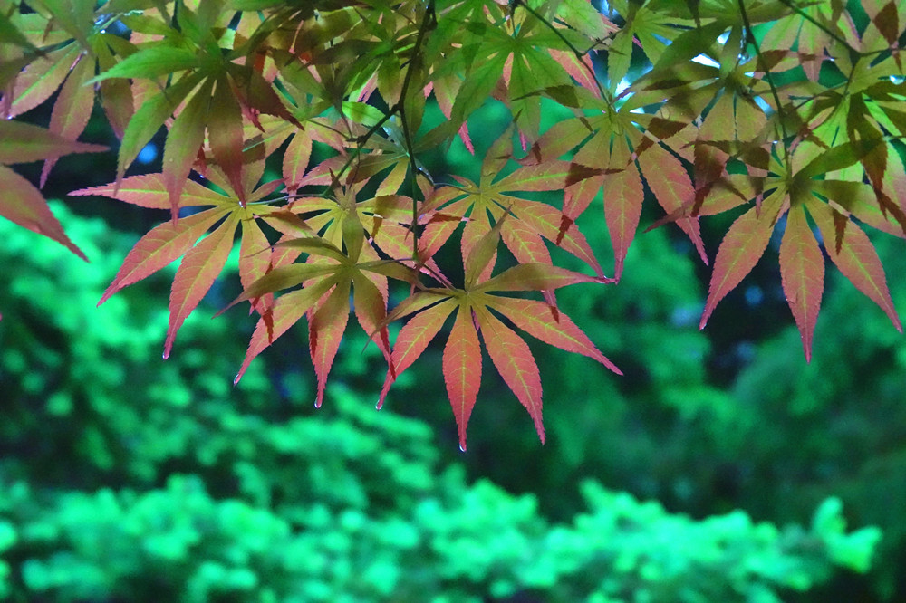 春雨绵绵——雨中红叶 摄影 丘山皓月