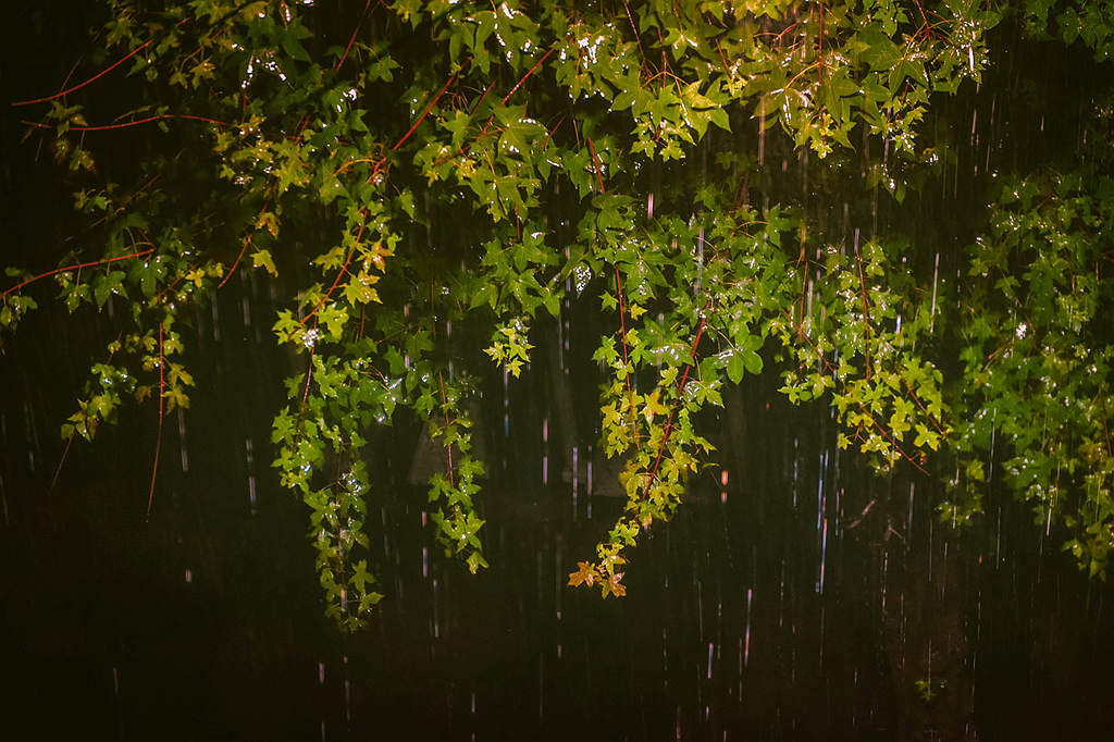 青岛雨中的绿叶 摄影 qdzp