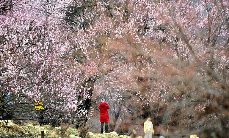 西藏行摄----索松村   1 摄影 夕阳红2007