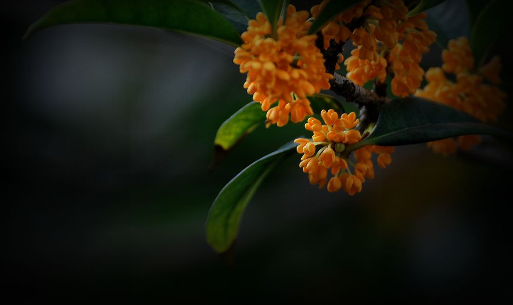 秋分时节金桂香 …… 摄影 老格