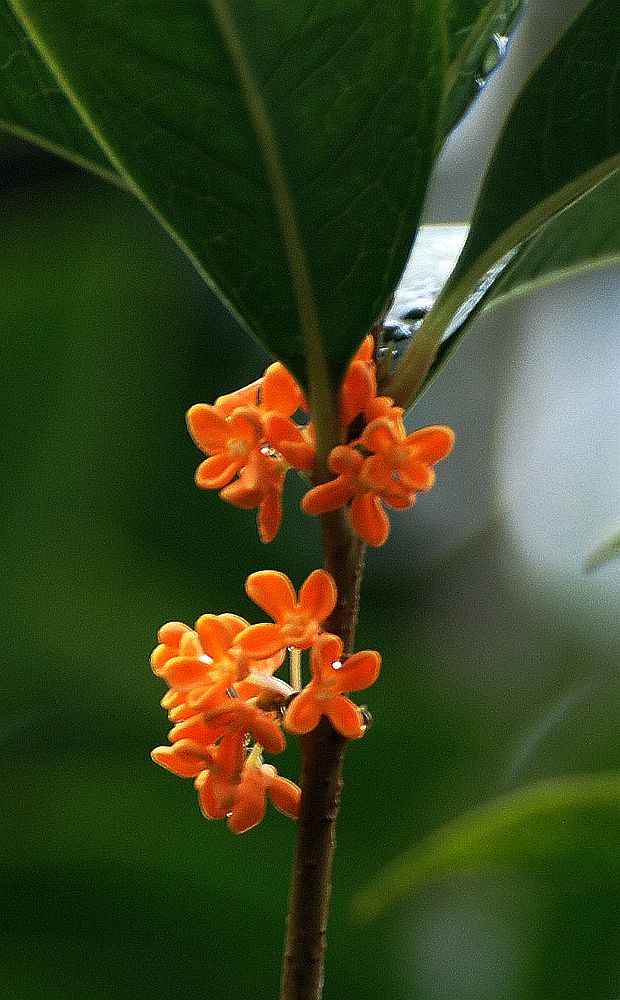 丹桂花开在秋季 …… 摄影 老格