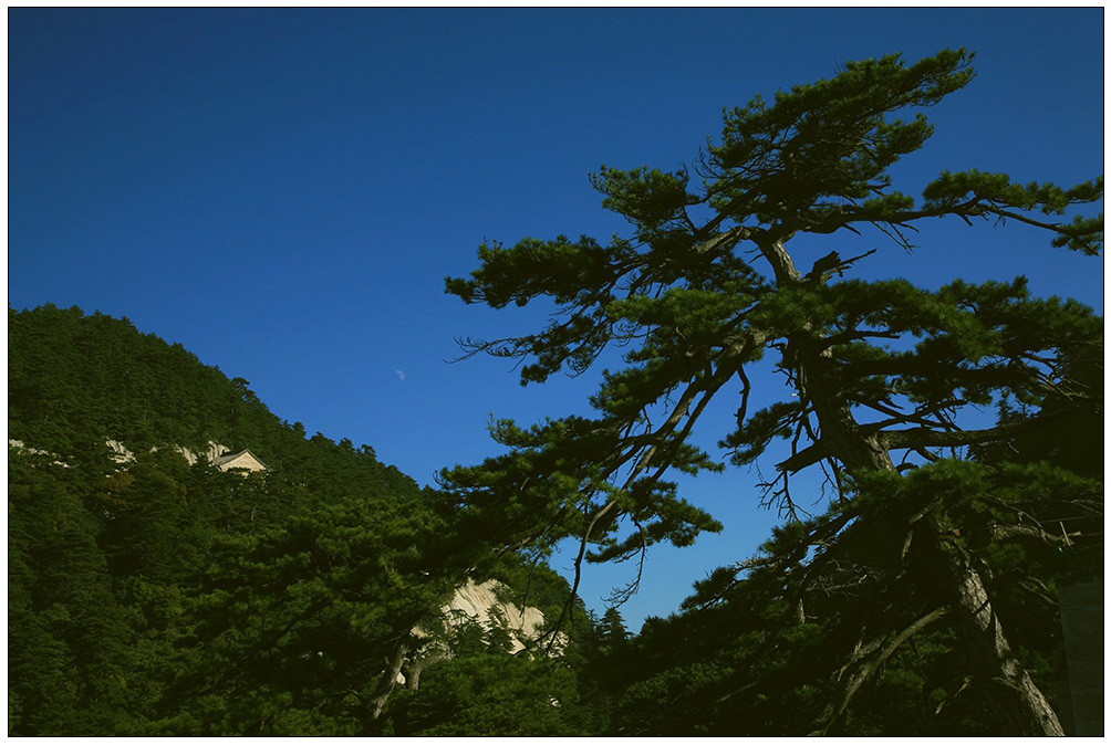 华山松（登华山037） 摄影 尹成