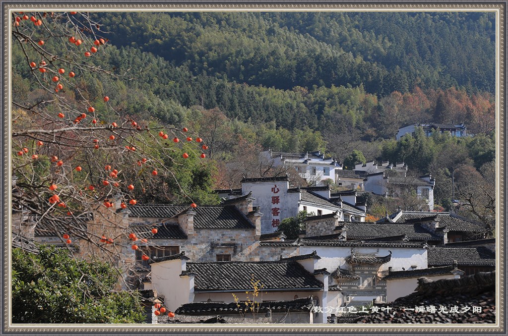 数分红色上黄叶，一瞬曙光成夕阳 摄影 gufanyuanyin