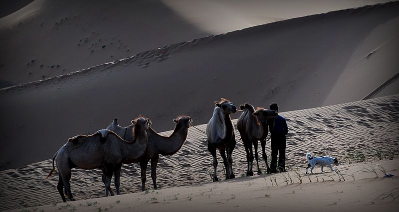 大漠驼队的等待 …… 摄影 老格