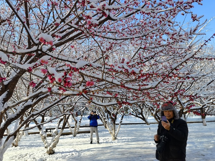 踏雪寻梅 摄影 maotuo