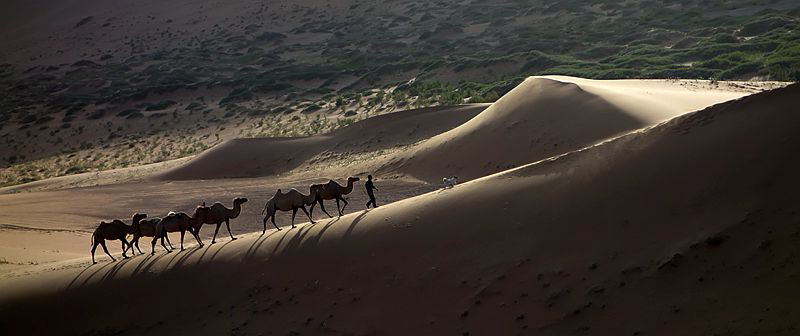 大漠驼队夕阳路  …… 摄影 老格
