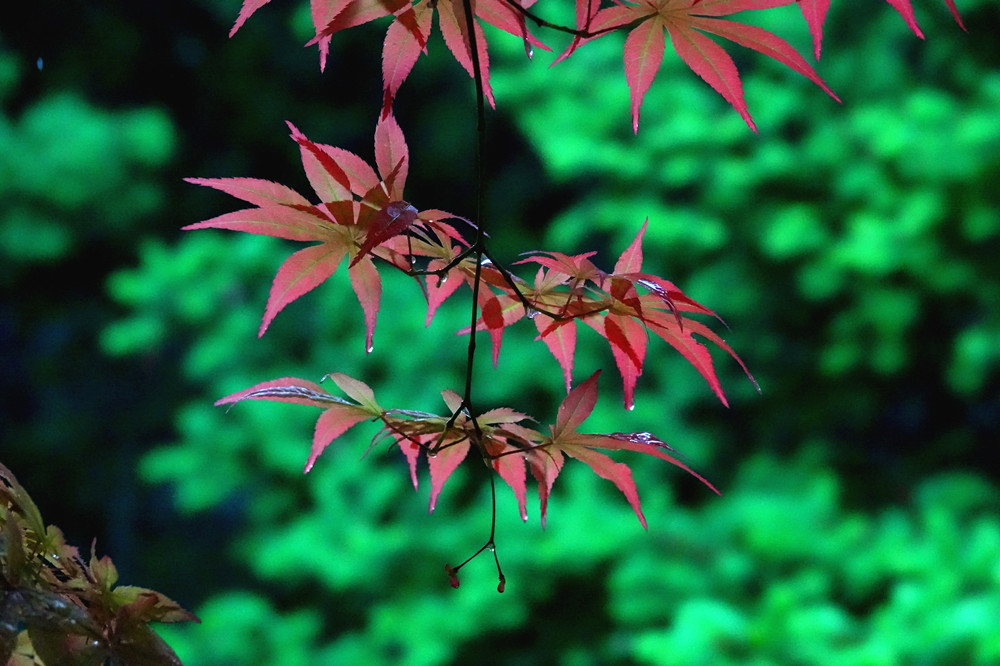 春暖花开——雨后红叶 摄影 丘山皓月