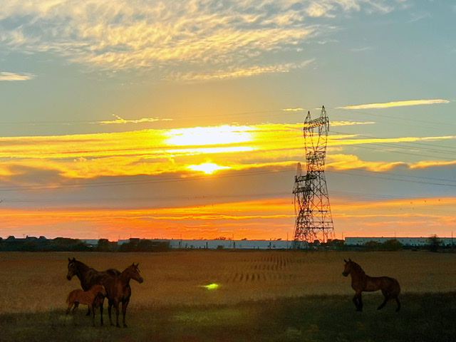 夕阳骏马 摄影 一介寒生