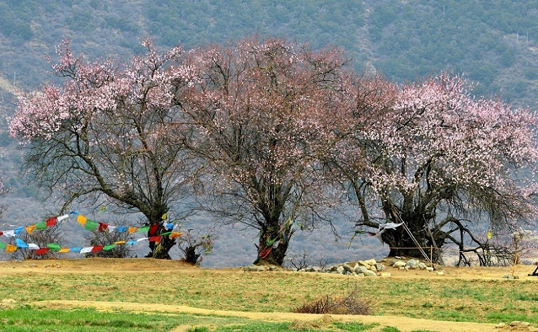 西藏行摄----索松村 13 摄影 夕阳红2007