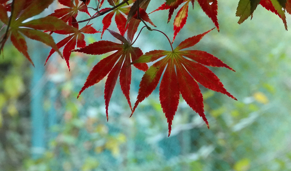 深秋时节——红叶 摄影 丘山皓月