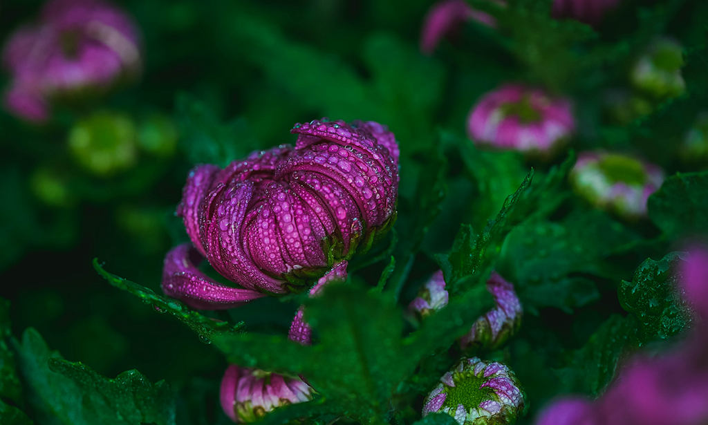 青岛晨露中的菊花 摄影 qdzp