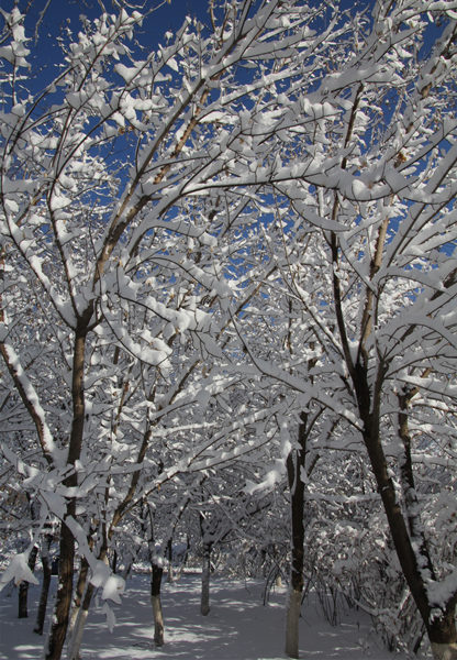 雪景 摄影 付炳权