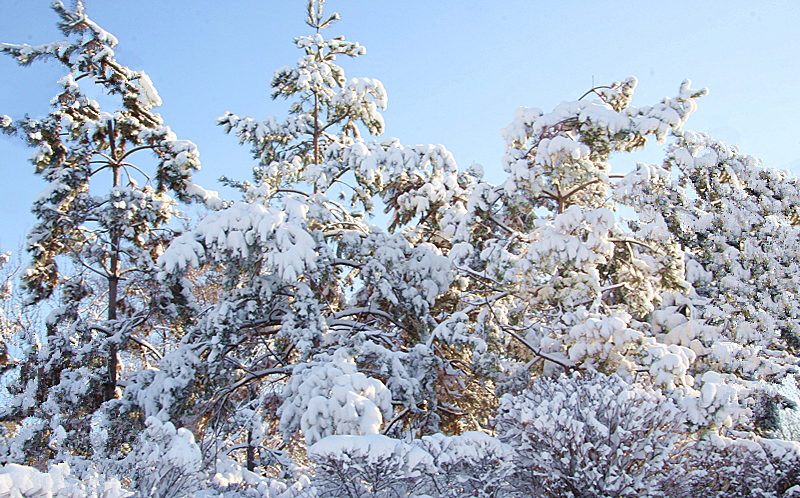 下雪了 摄影 雅金