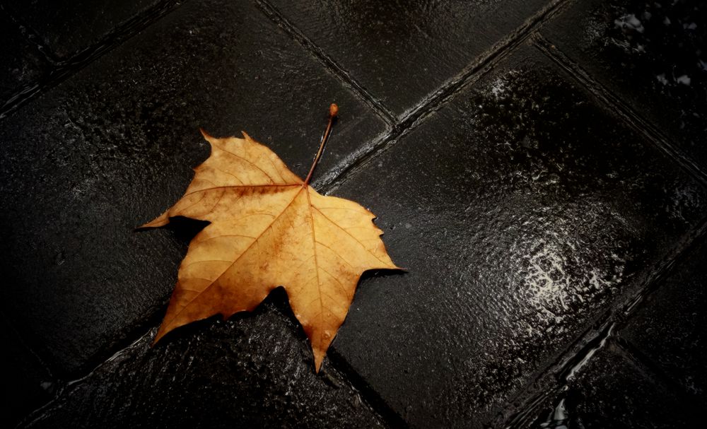 秋雨落叶…… 摄影 老格