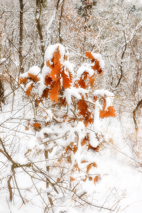 雪韵 摄影 诗捷