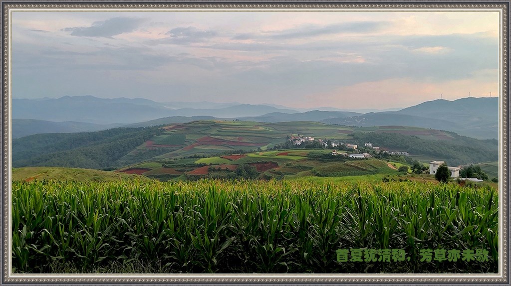 首夏犹清和，芳草亦未歇 摄影 gufanyuanyin