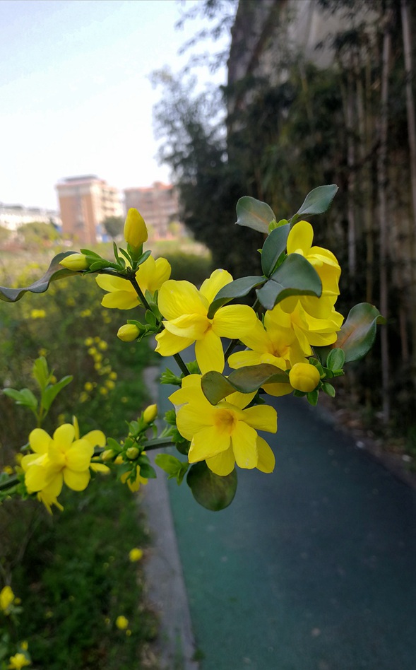 迎春花 摄影 天地山水