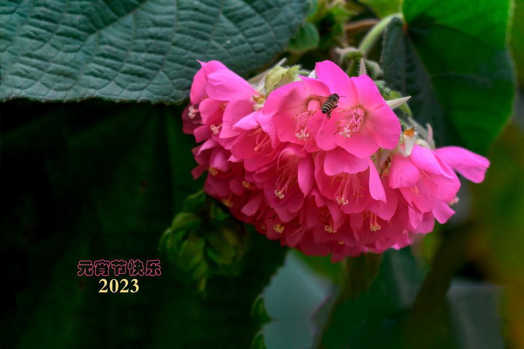 非洲芙蓉贺元宵 摄影 峡山