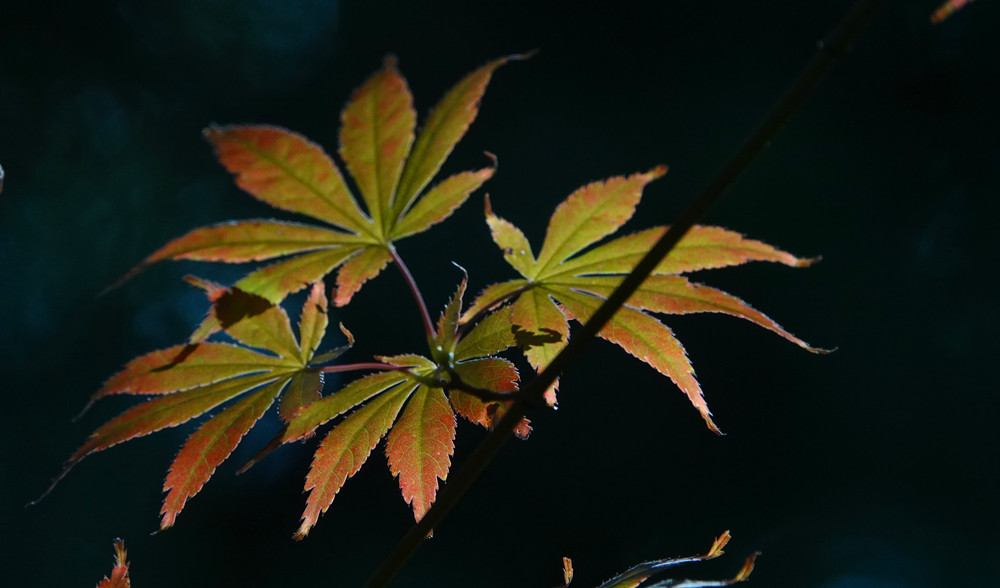 春光明媚——叶 摄影 丘山皓月