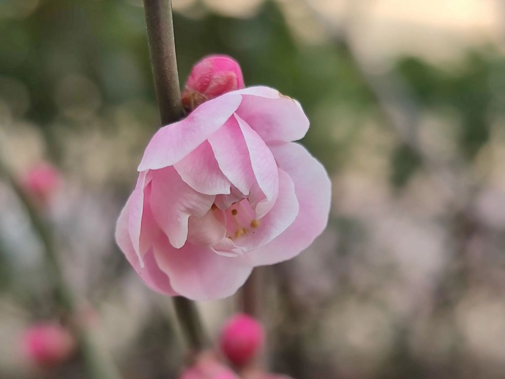 红梅花儿开 摄影 海鸥119