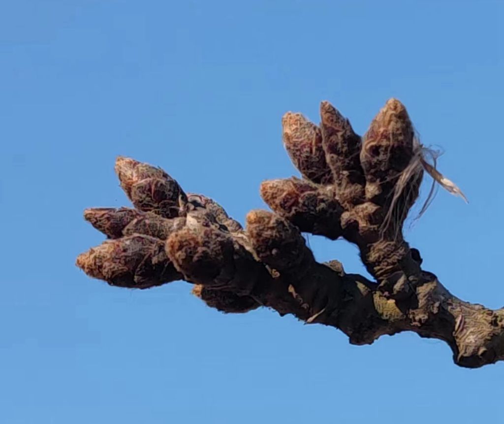 孕育美丽的樱花蕊 摄影 海鸥119