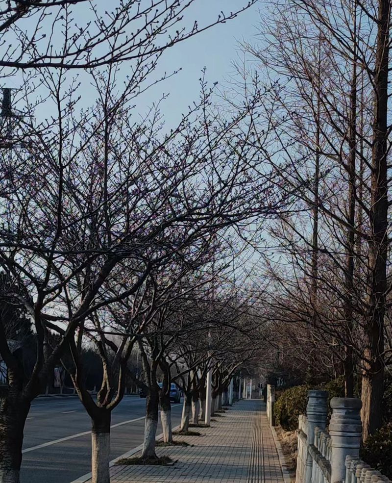 樱花路，静待繁华 摄影 海鸥119