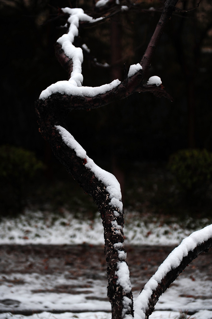 雪景 摄影 大巴板人