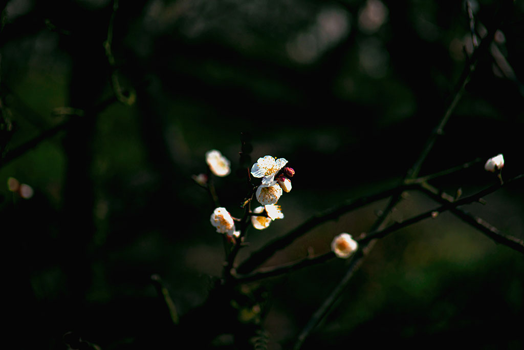 梅花盛开傅家边 摄影 lingsu