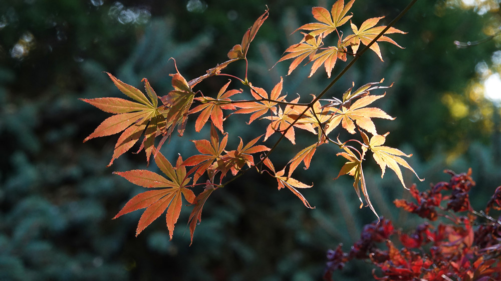 春暖花开——红叶 摄影 丘山皓月