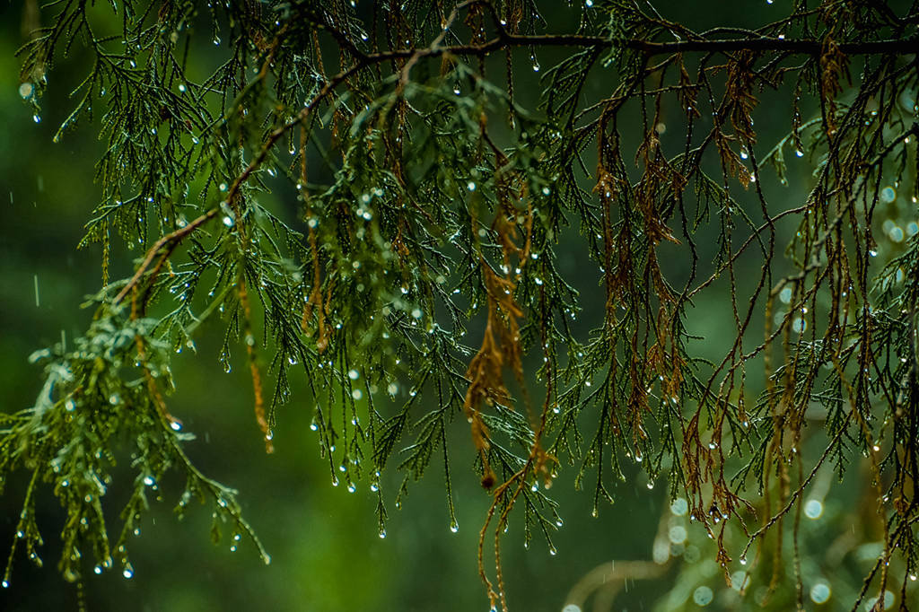 青岛初春的雨中随拍 摄影 qdzp