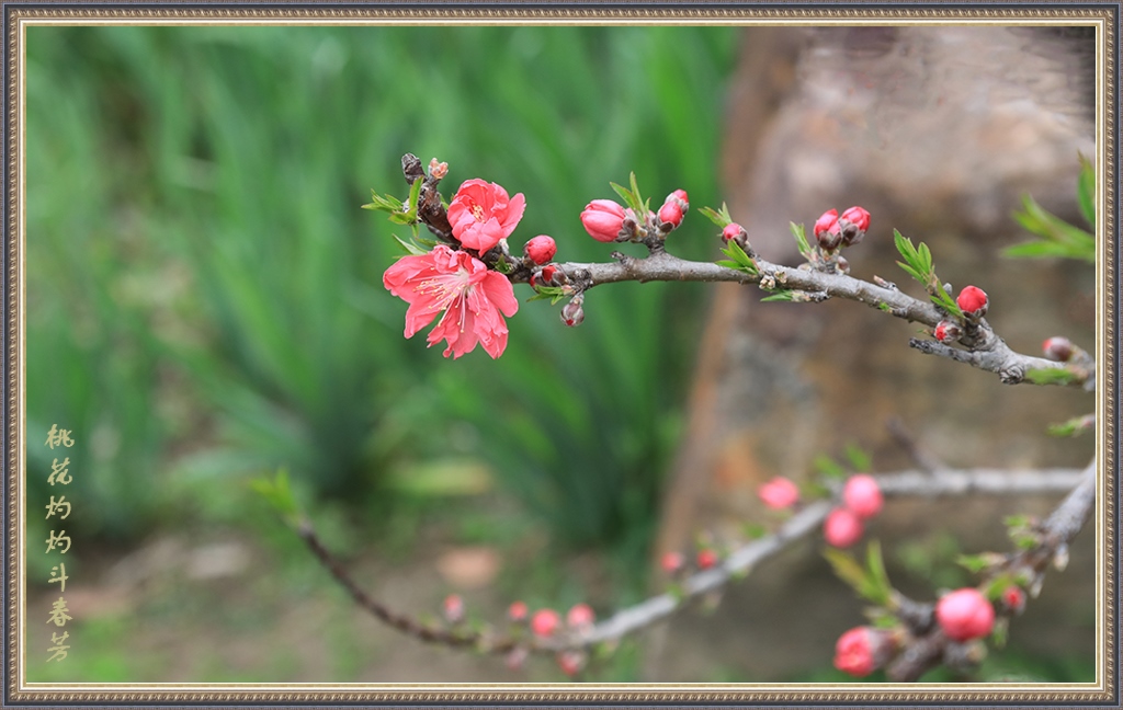 桃花灼灼斗春芳 摄影 gufanyuanyin