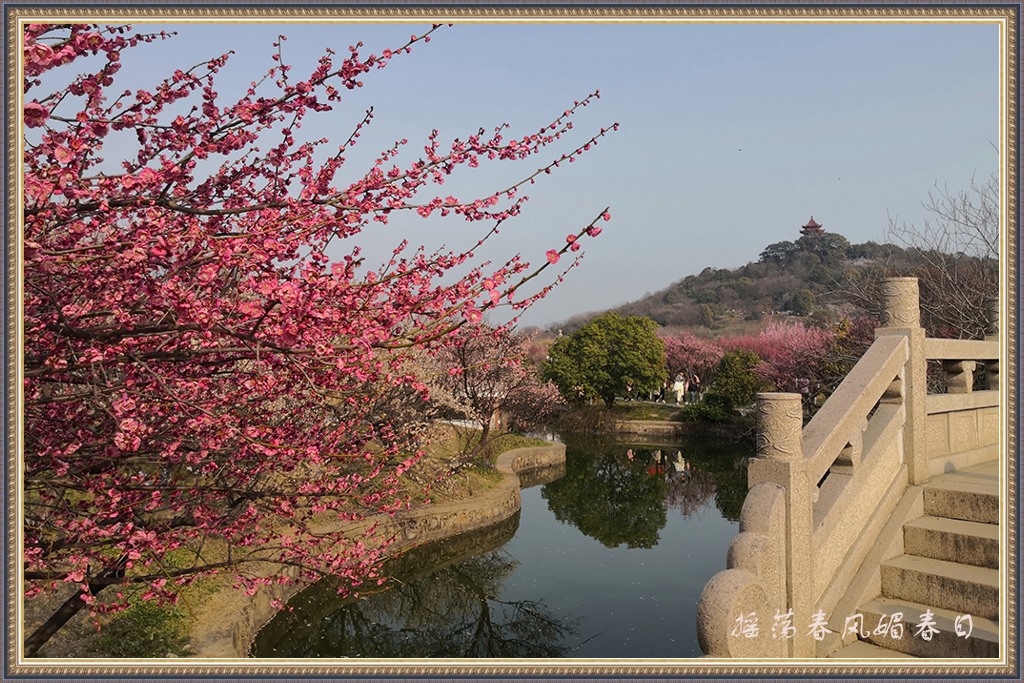 摇荡春风媚春日 摄影 gufanyuanyin