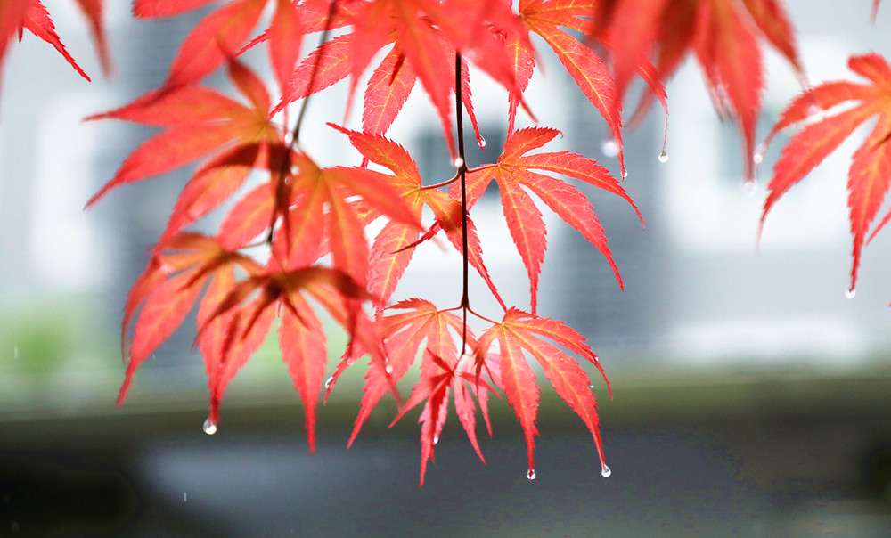 春暖花开--------在雨中 摄影 丘山皓月