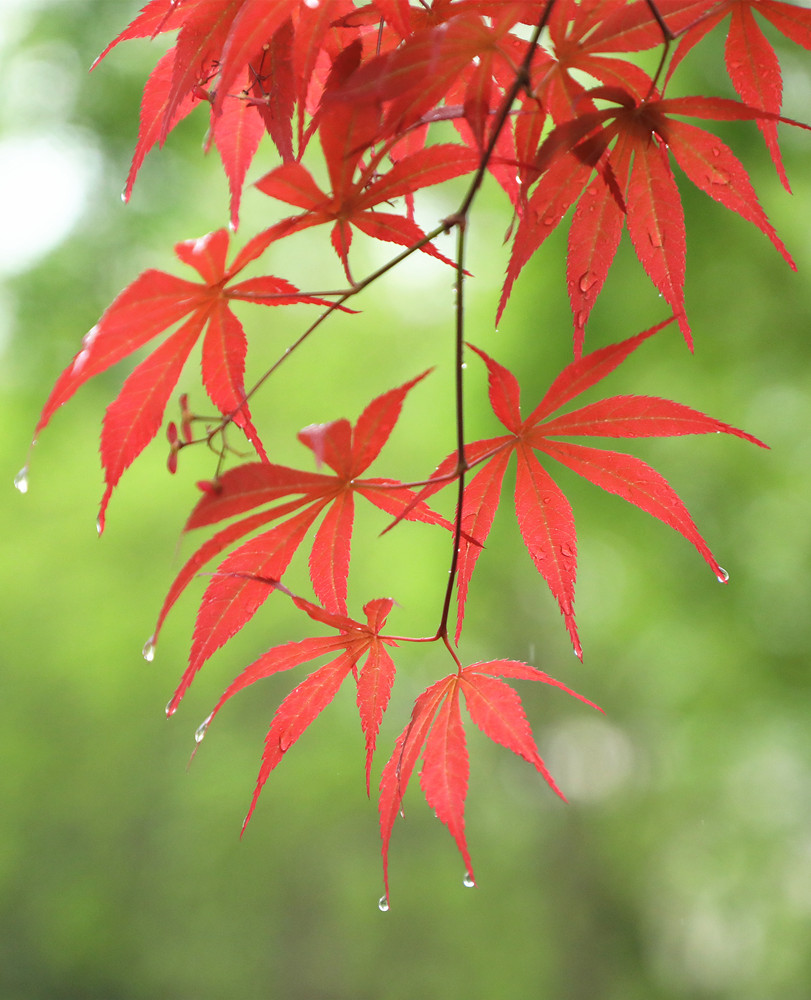 春暖花开——在雨中 摄影 丘山皓月