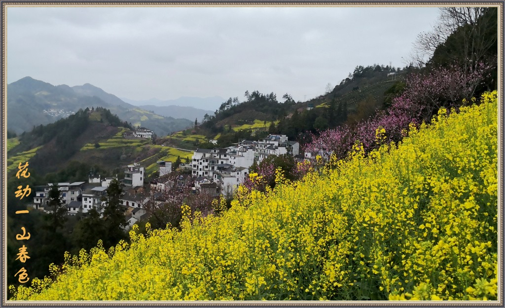 花动一山春色 摄影 gufanyuanyin