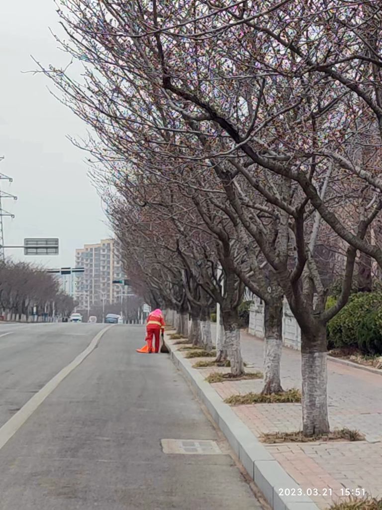 樱花路，静待繁华 摄影 海鸥119