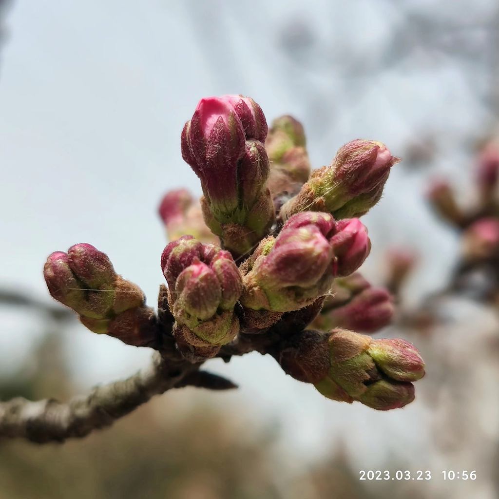 樱花路，静待繁华 摄影 海鸥119