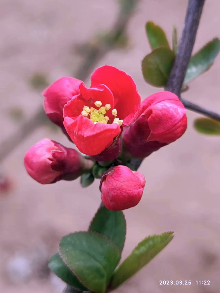 红花绿叶春光好 摄影 海鸥119